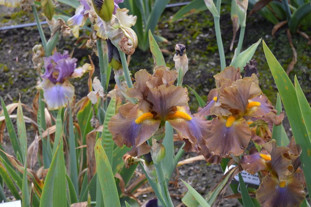 Photo of Tall Bearded Iris (Iris 'Cow Patty') uploaded by KentPfeiffer
