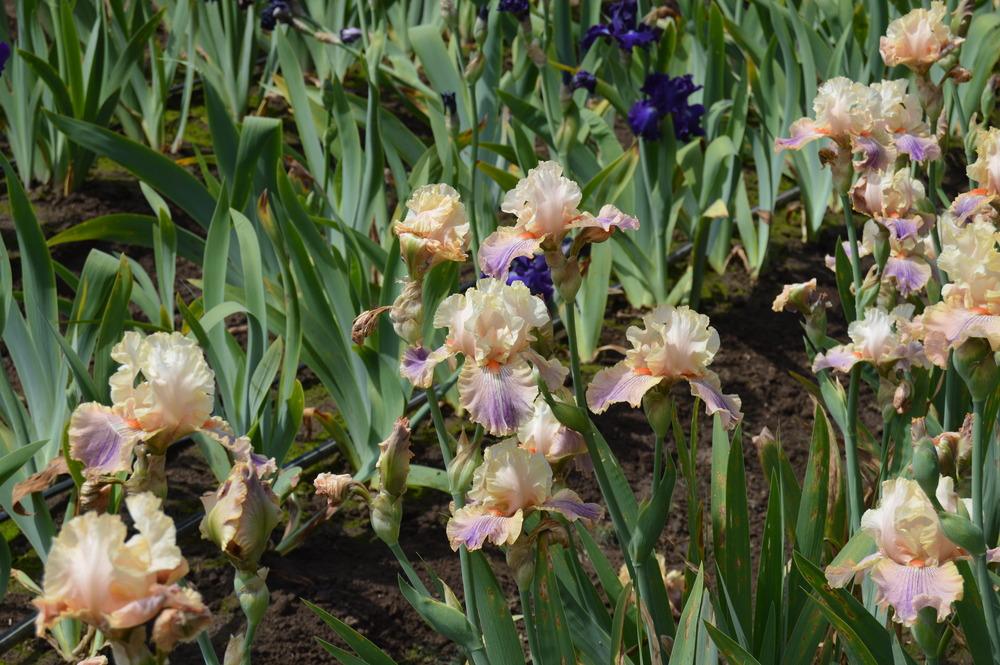Photo of Tall Bearded Iris (Iris 'Carnival of Color') uploaded by KentPfeiffer