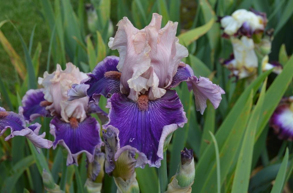 Photo of Tall Bearded Iris (Iris 'Beauty Contest') uploaded by KentPfeiffer