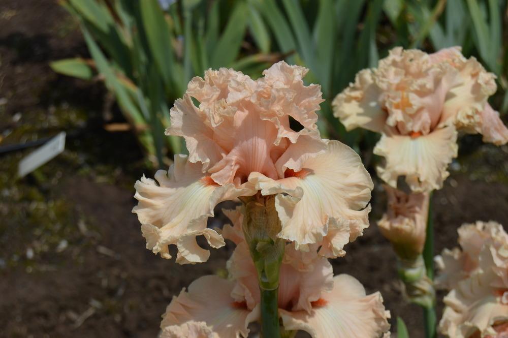 Photo of Tall Bearded Iris (Iris 'Coralina') uploaded by KentPfeiffer