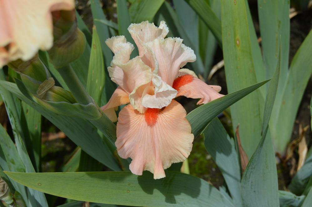 Photo of Tall Bearded Iris (Iris 'Coral Charm') uploaded by KentPfeiffer