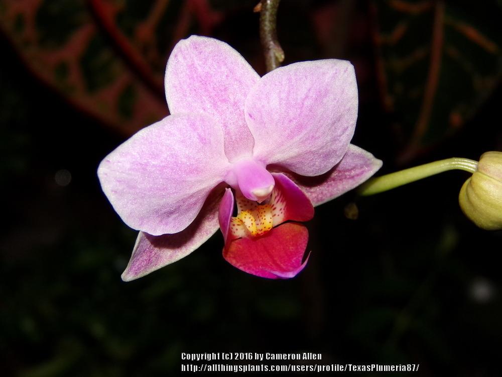 Photo of Moth Orchid (Phalaenopsis) uploaded by TexasPlumeria87