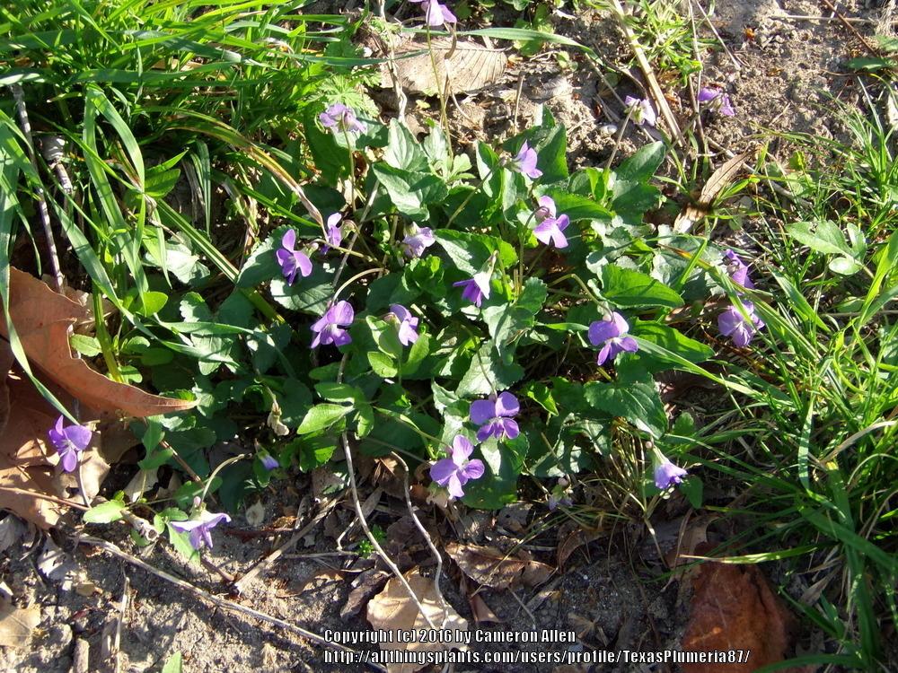 Photo of Common Blue Violet (Viola sororia) uploaded by TexasPlumeria87