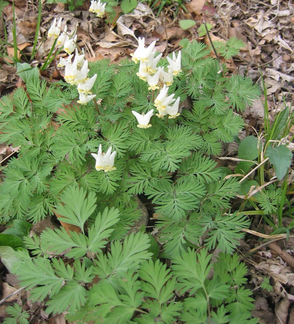 Photo of Dutchman's Breeches (Dicentra cucullaria) uploaded by greenthumb99