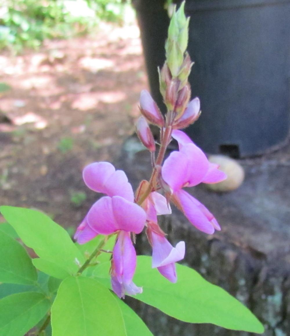 Photo of Showy Tick Trefoil (Desmodium canadense) uploaded by greenthumb99