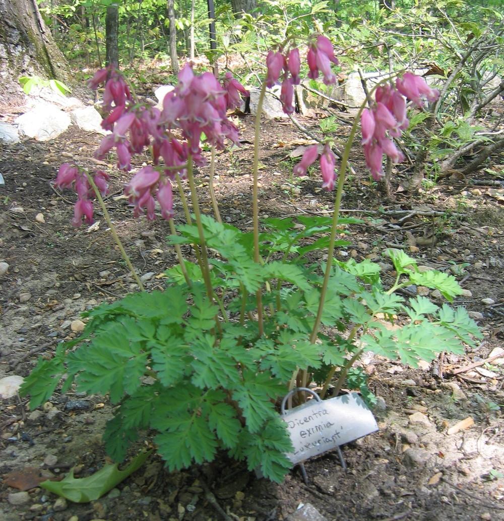Photo of Bleeding Heart (Dicentra 'Luxuriant') uploaded by greenthumb99