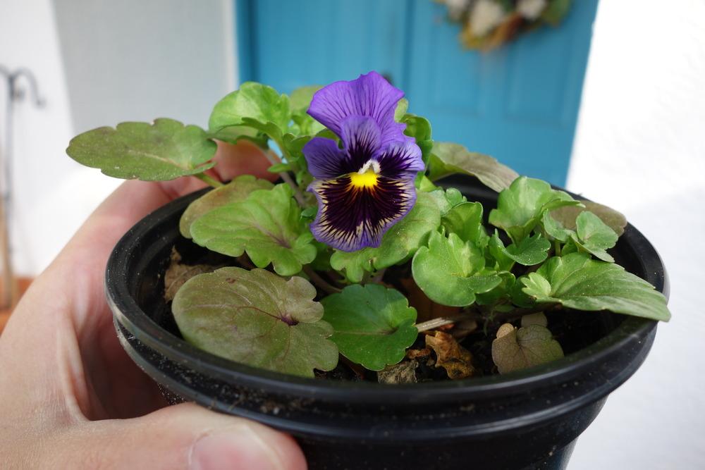 Photo of Violet (Viola cornuta 'Frizzle Sizzle Blue') uploaded by mellielong