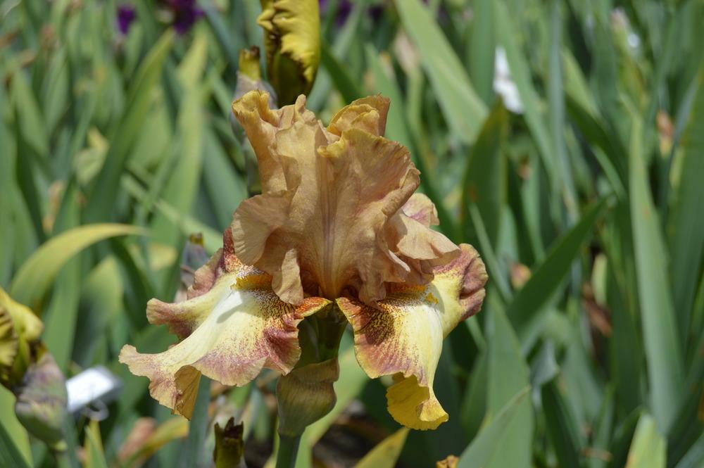 Photo of Tall Bearded Iris (Iris 'Dog Days') uploaded by KentPfeiffer