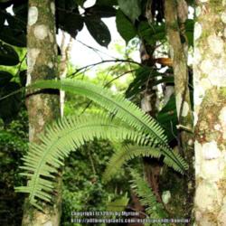 Location: Atlantic Forest, Paraty, SE Brazil
Date: 2013-12-15
Pecluma sp.