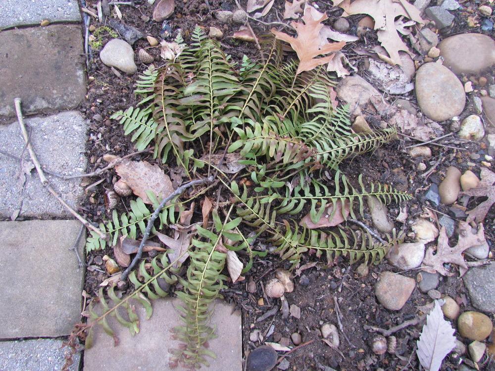 Photo of Christmas Fern (Polystichum acrostichoides) uploaded by greenthumb99