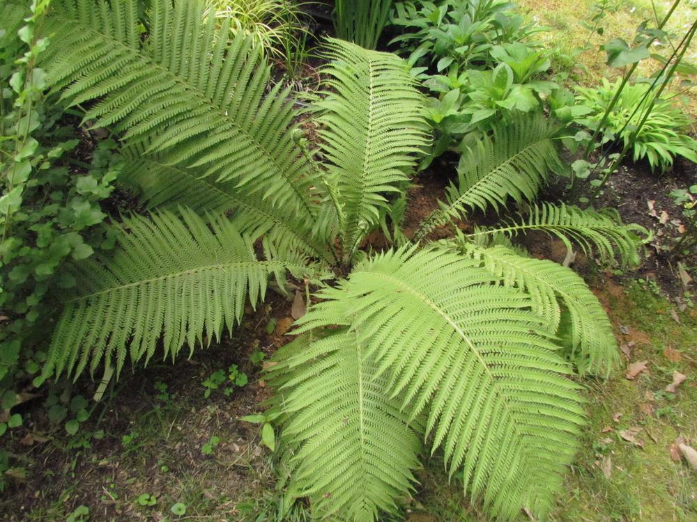 Photo of Ostrich Fern (Matteuccia struthiopteris) uploaded by greenthumb99