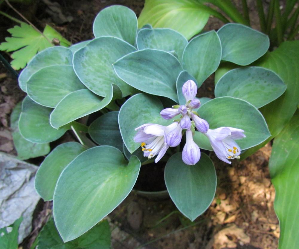 Photo of Hosta 'Blue Mouse Ears' uploaded by greenthumb99