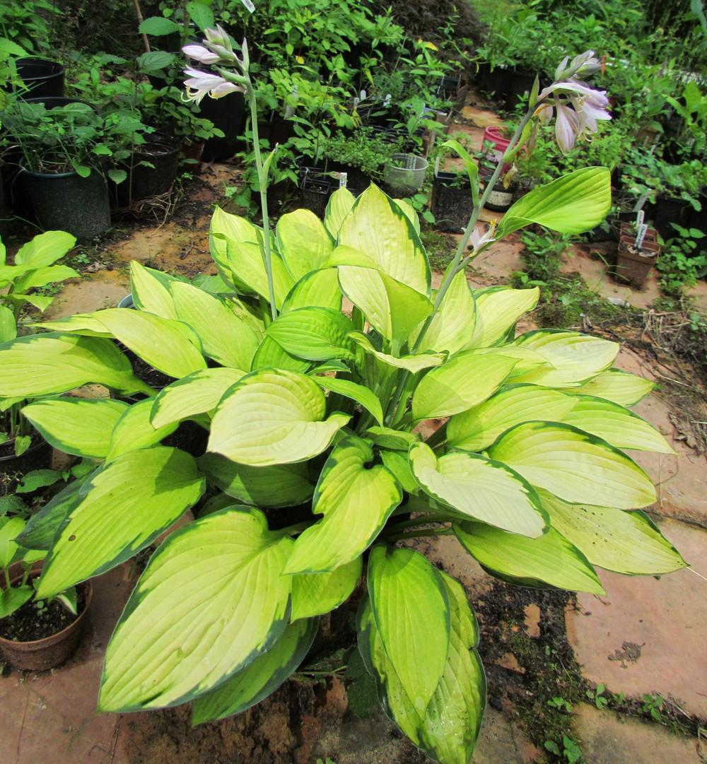 Photo of Hosta 'Gold Standard' uploaded by greenthumb99