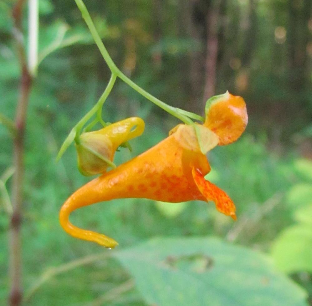 Photo of Orange Jewelweed (Impatiens capensis) uploaded by greenthumb99