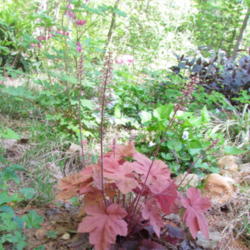Location: Lucketts, Loudoun County, Virginia
Date: 2015-05-04
Entire plant showing old foliage at base below new spring foliage
