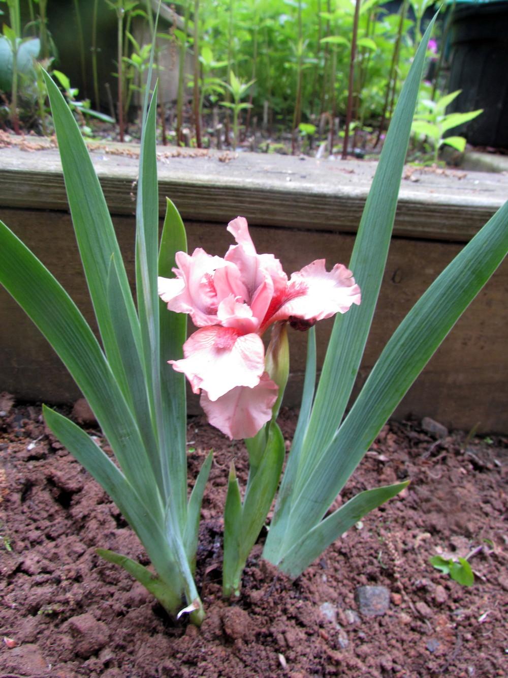 Photo of Standard Dwarf Bearded Iris (Iris 'Pussycat Pink') uploaded by greenthumb99