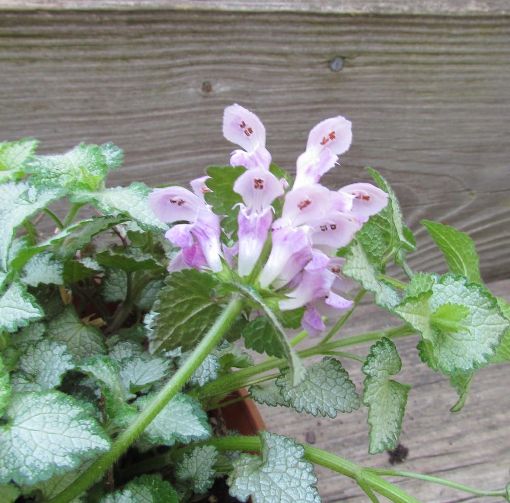 Photo of Deadnettle (Lamium maculatum Pink Chablis®) uploaded by greenthumb99
