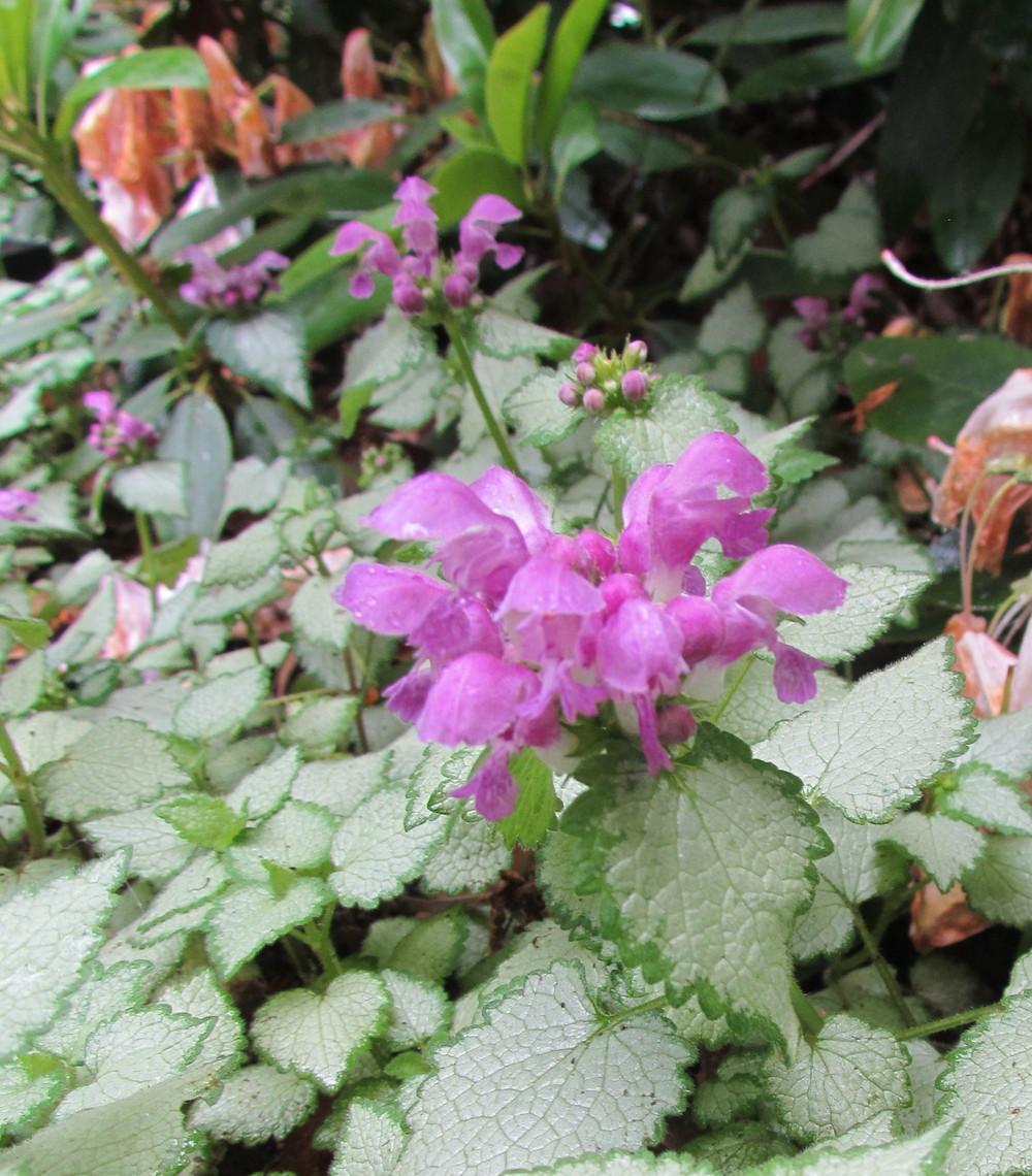 Photo of Spotted Dead Nettle (Lamium maculatum 'Beacon Silver') uploaded by greenthumb99