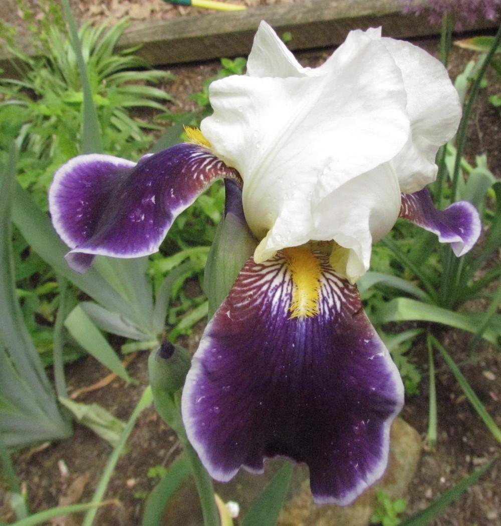 Photo of Tall Bearded Iris (Iris 'Wabash') uploaded by greenthumb99