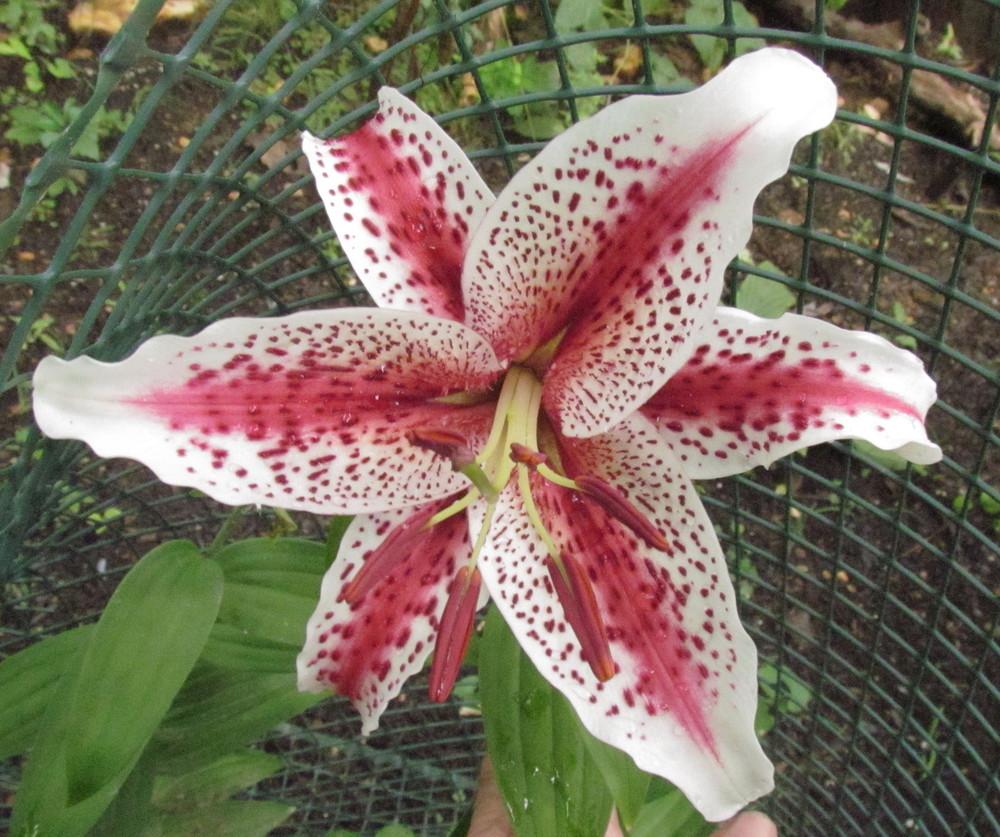 Photo of Lily (Lilium 'Tigerwoods') uploaded by greenthumb99