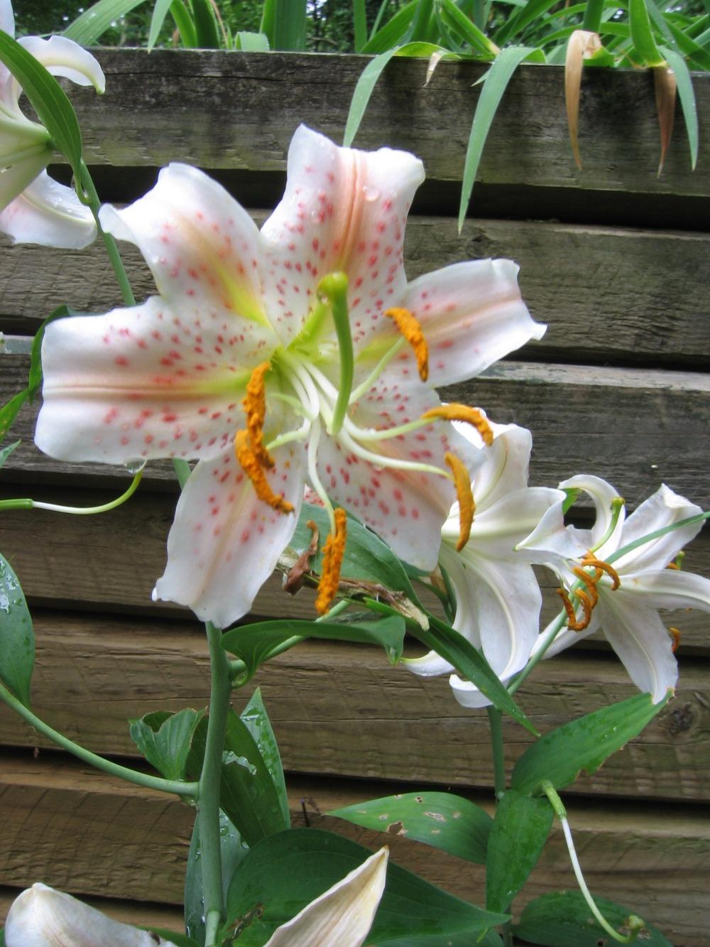 Photo of Lily (Lilium 'Salmon Star') uploaded by greenthumb99