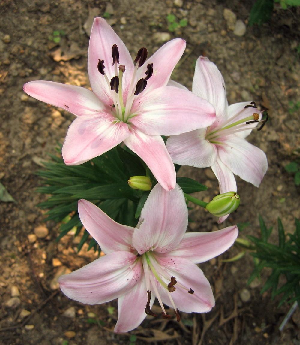 Photo of Lily (Lilium 'Vermeer') uploaded by greenthumb99