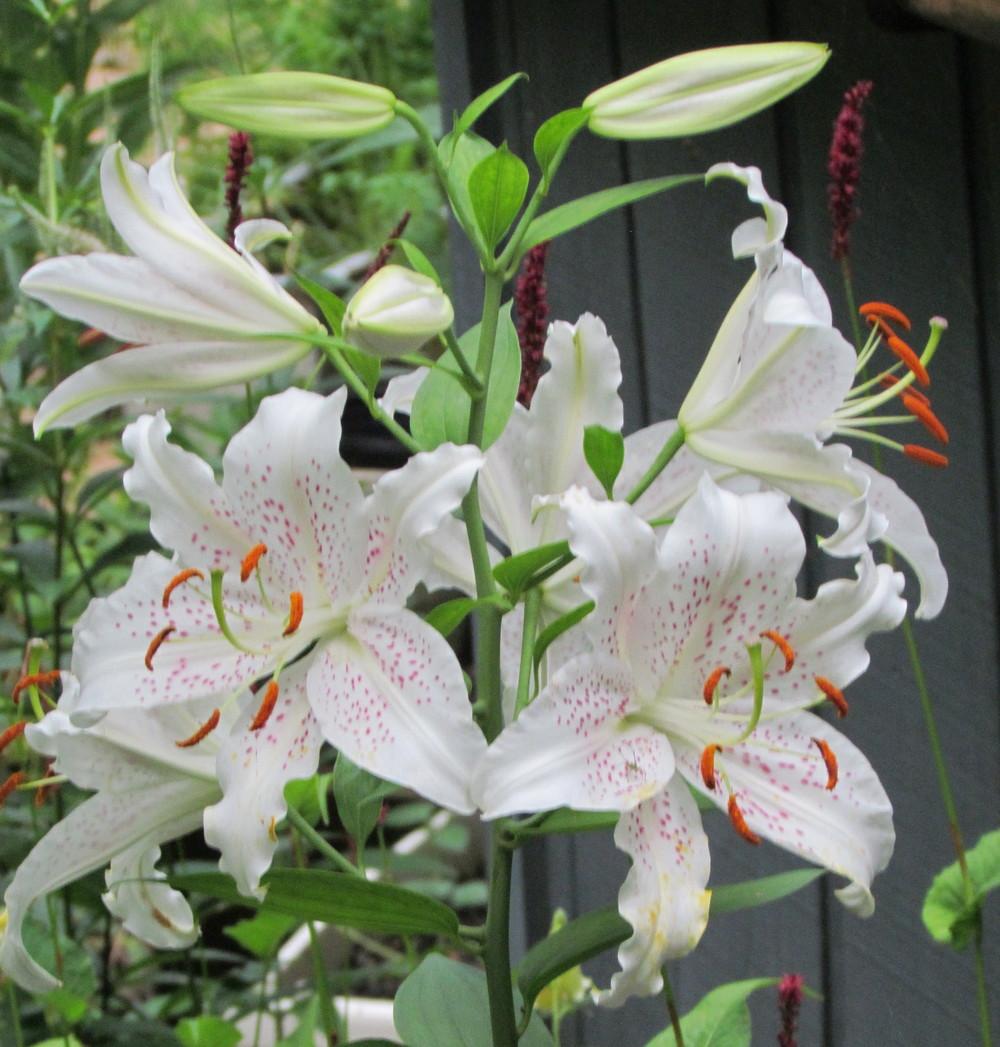 Photo of Oriental Lily (Lilium 'Muscadet') uploaded by greenthumb99