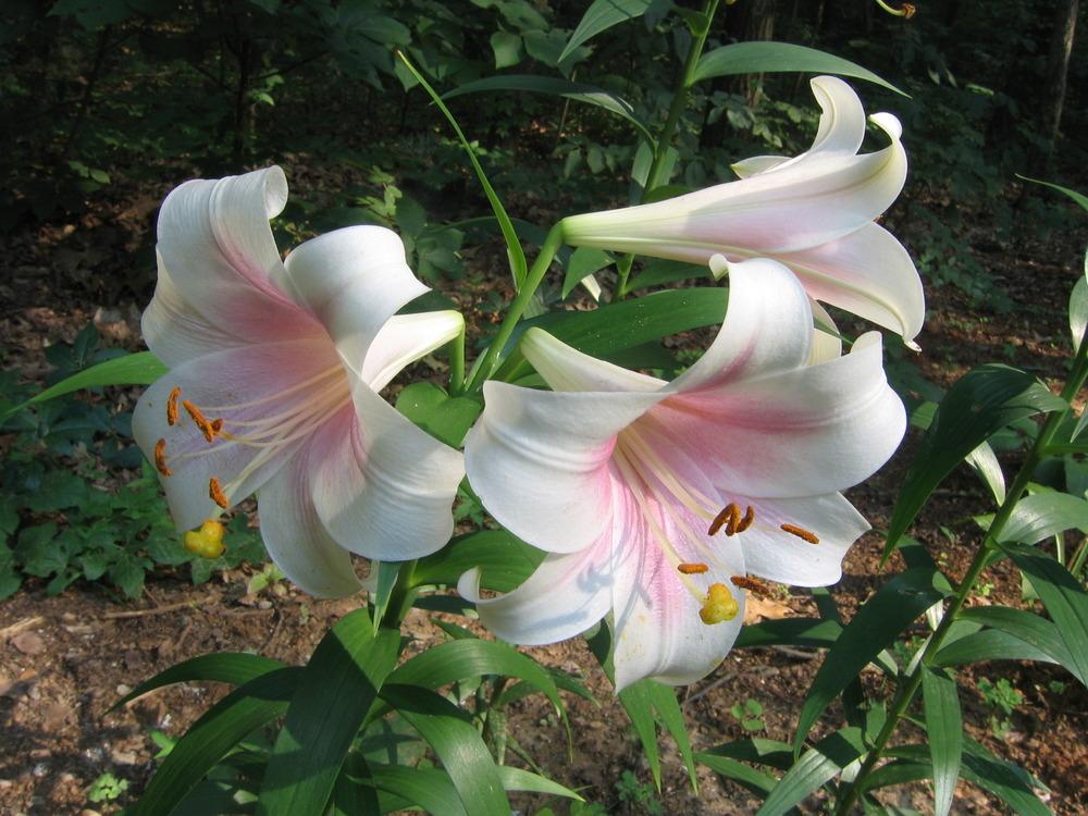 Photo of Lily (Lilium Triumphator) uploaded by greenthumb99