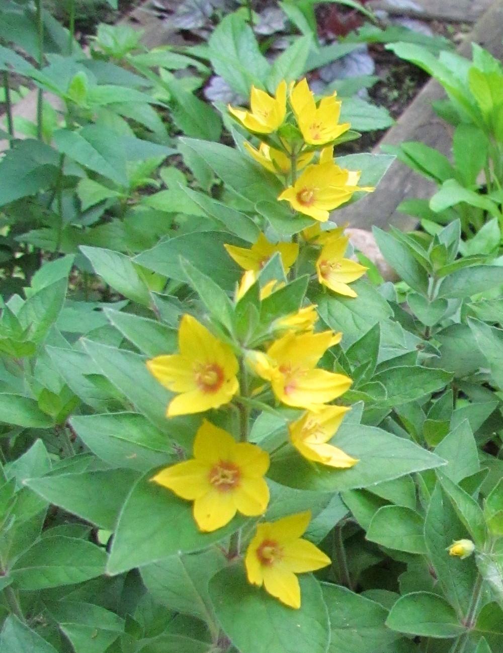 Photo of Yellow Loosestrife (Lysimachia punctata) uploaded by greenthumb99