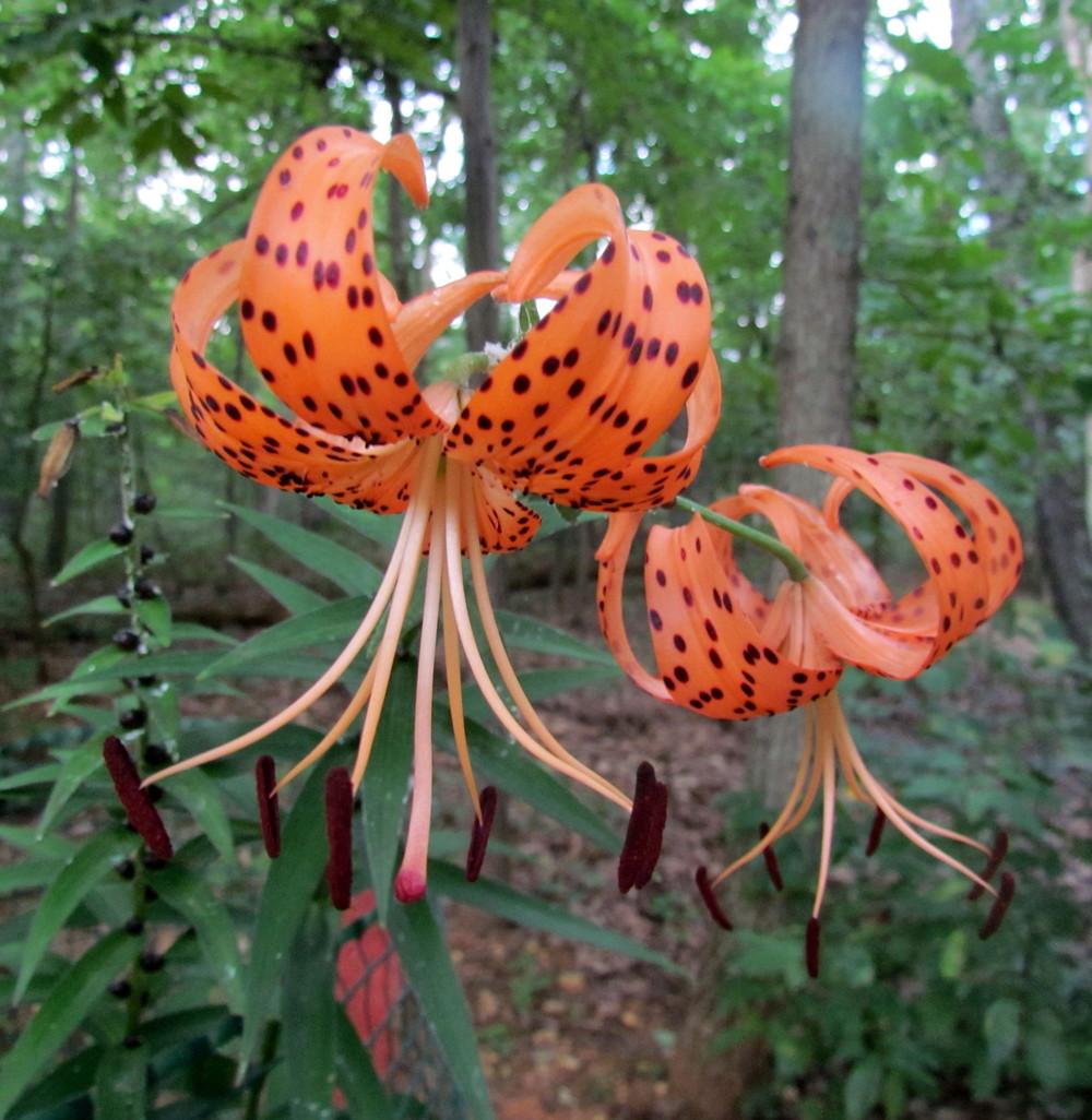 Photo of Tiger Lily (Lilium lancifolium) uploaded by greenthumb99