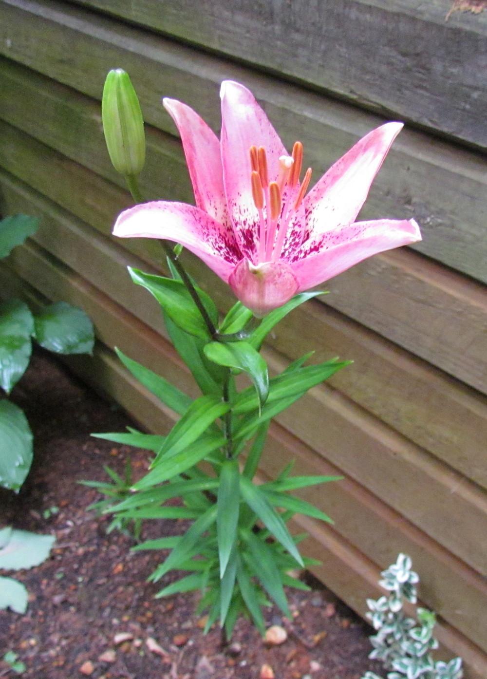 Photo of Lily (Lilium 'Dot Com') uploaded by greenthumb99