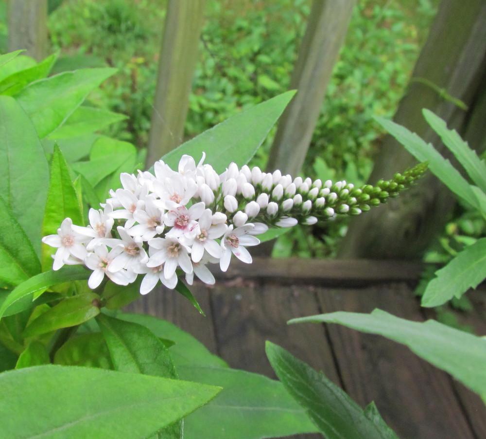 Photo of Gooseneck Loosestrife (Lysimachia clethroides) uploaded by greenthumb99