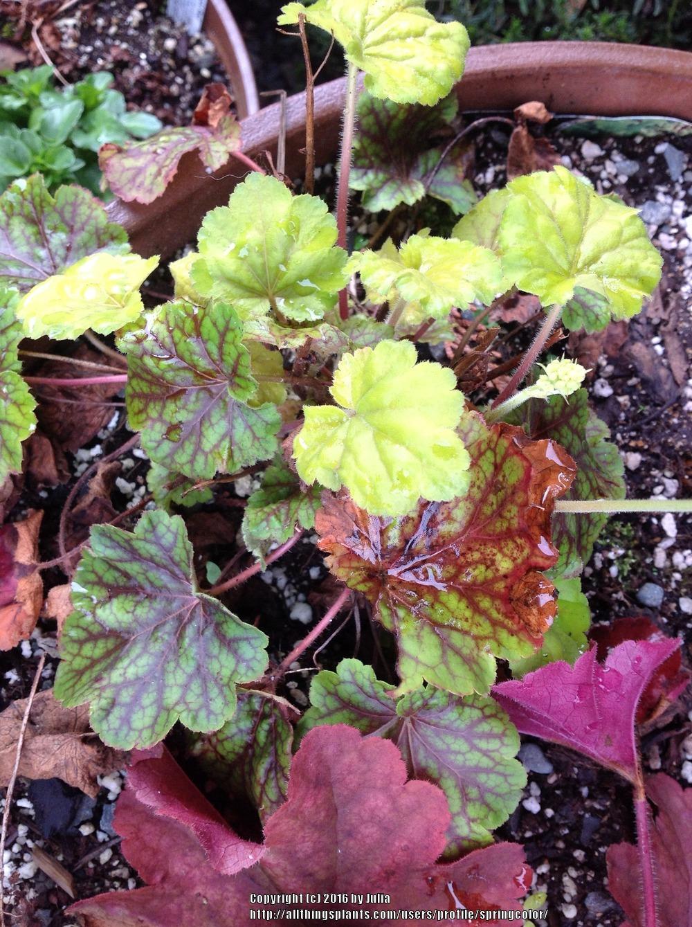 Photo of Coral Bells (Heuchera 'Blondie in Lime') uploaded by springcolor