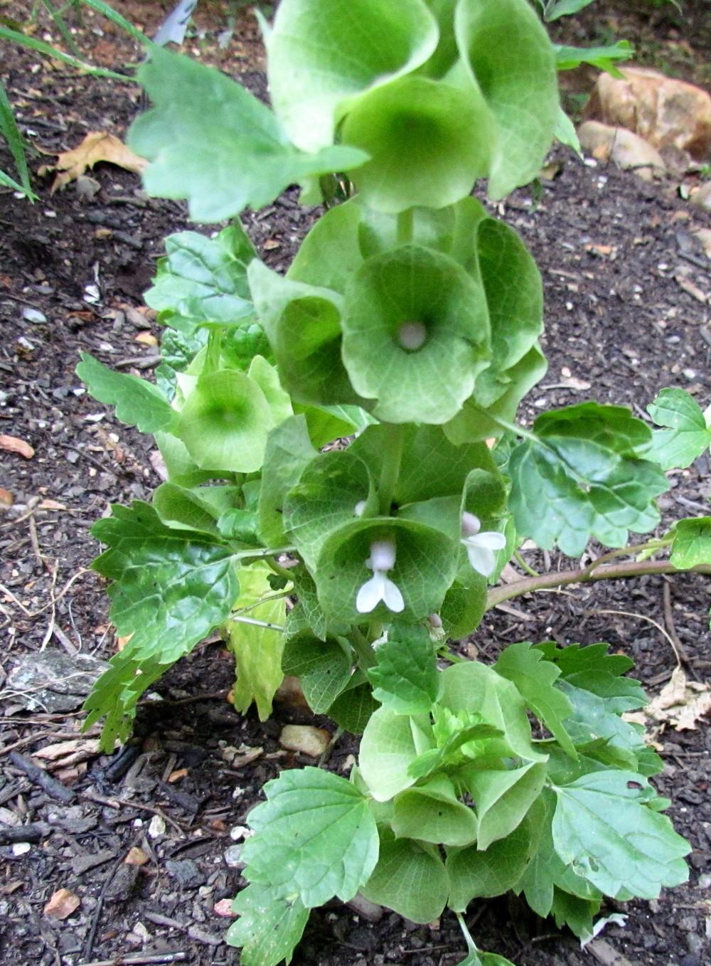 Photo of Bells of Ireland (Moluccella laevis) uploaded by greenthumb99