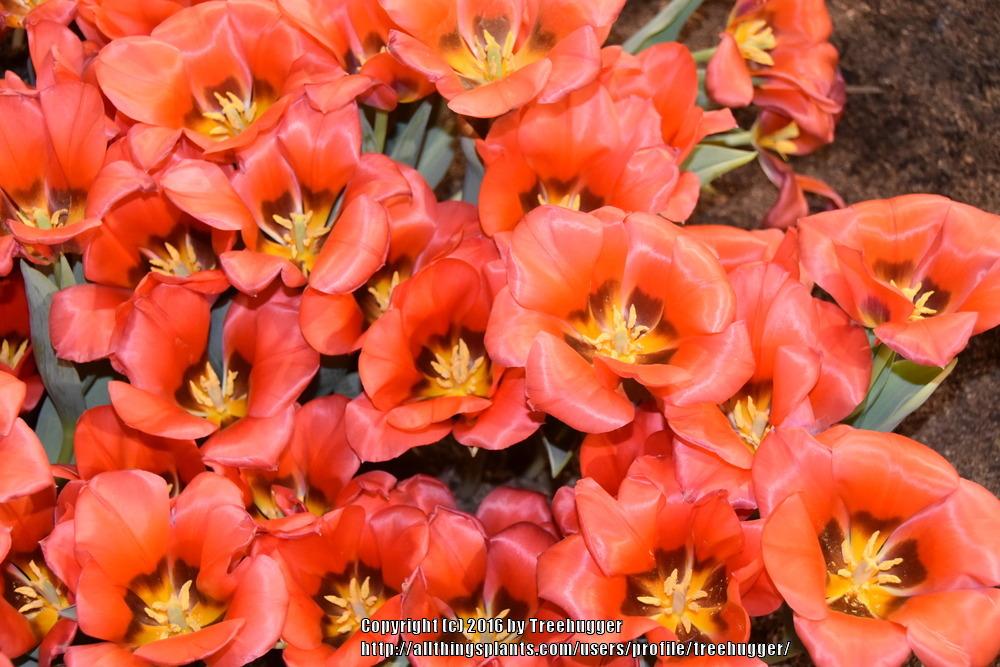 Photo of Greigii Tulip (Tulipa 'Portland') uploaded by treehugger