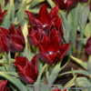 Listed as Tulipa 'Jannie Butchart' which is an incorrect name.