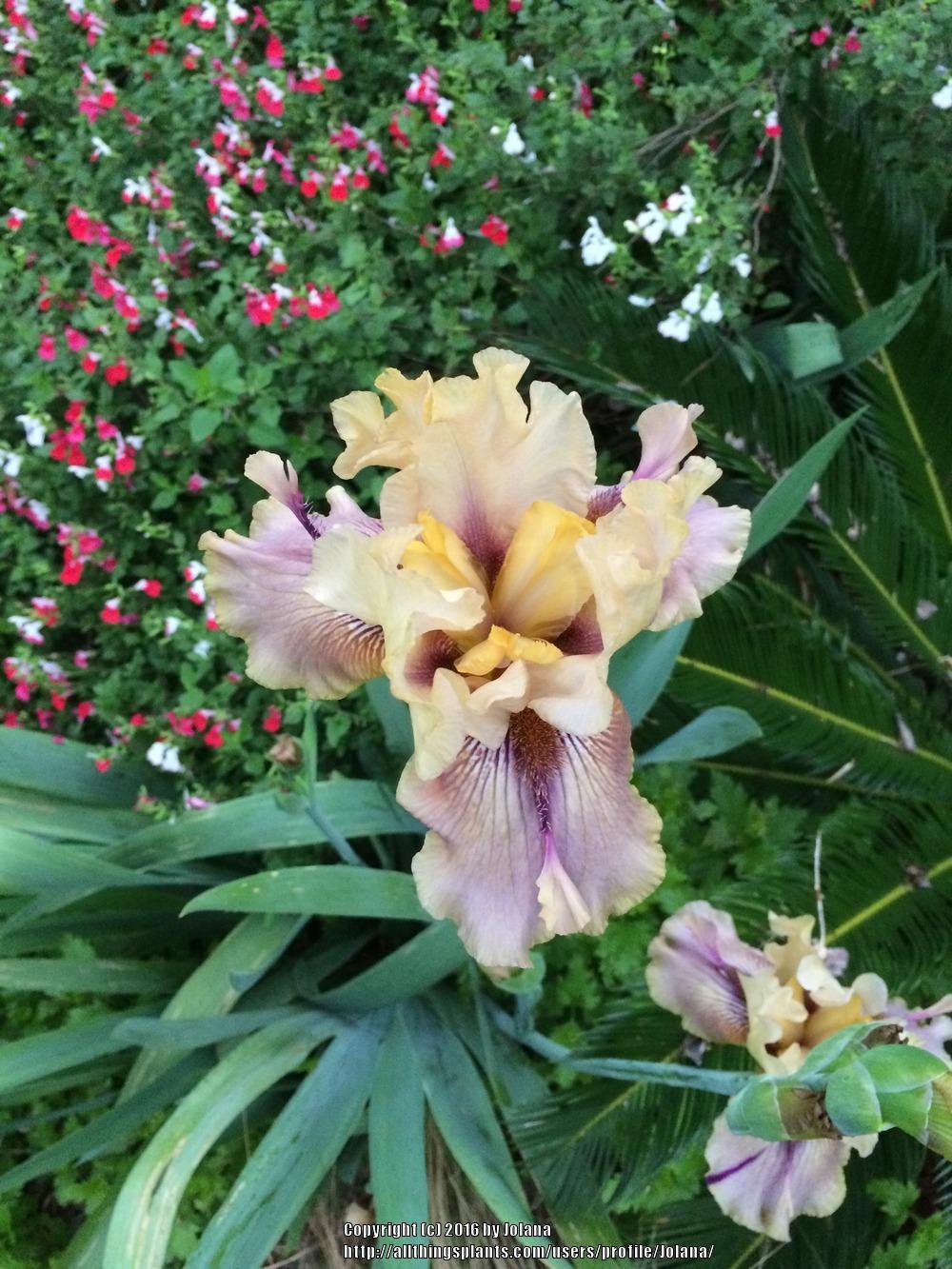Photo of Tall Bearded Iris (Iris 'Thornbird') uploaded by Jolana