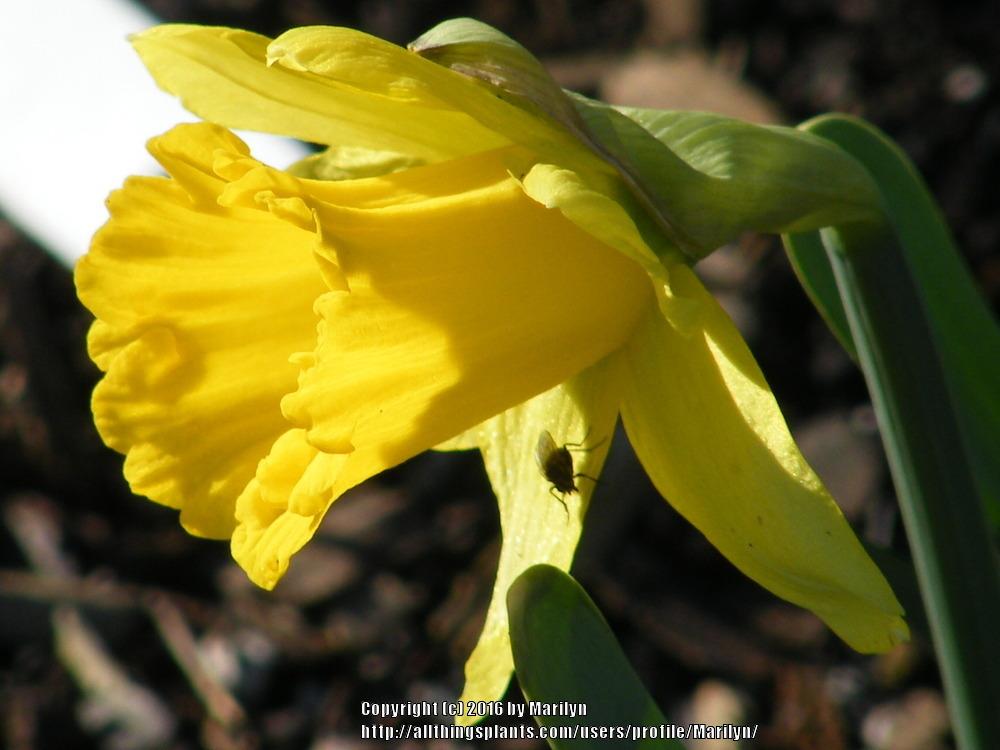 Photo of Trumpet daffodil (Narcissus 'Rijnveld's Early Sensation') uploaded by Marilyn