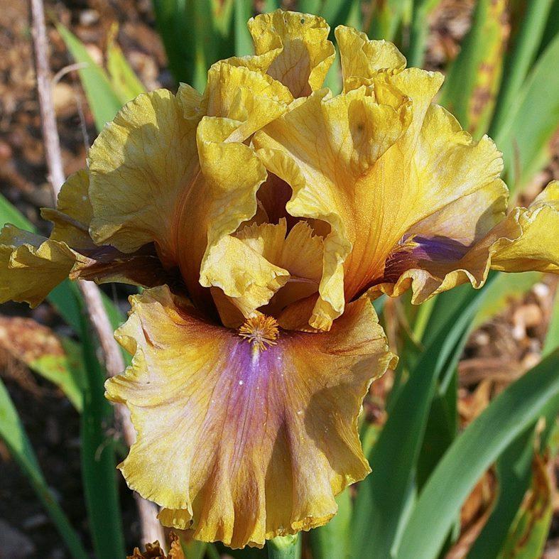 Photo of Tall Bearded Iris (Iris 'Bamboo Shadows') uploaded by Misawa77