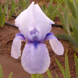 Location: Catheys Valley CA
Date: 03-08-2016
Photo courtesy of Superstition Iris Gardens, posted with permissi