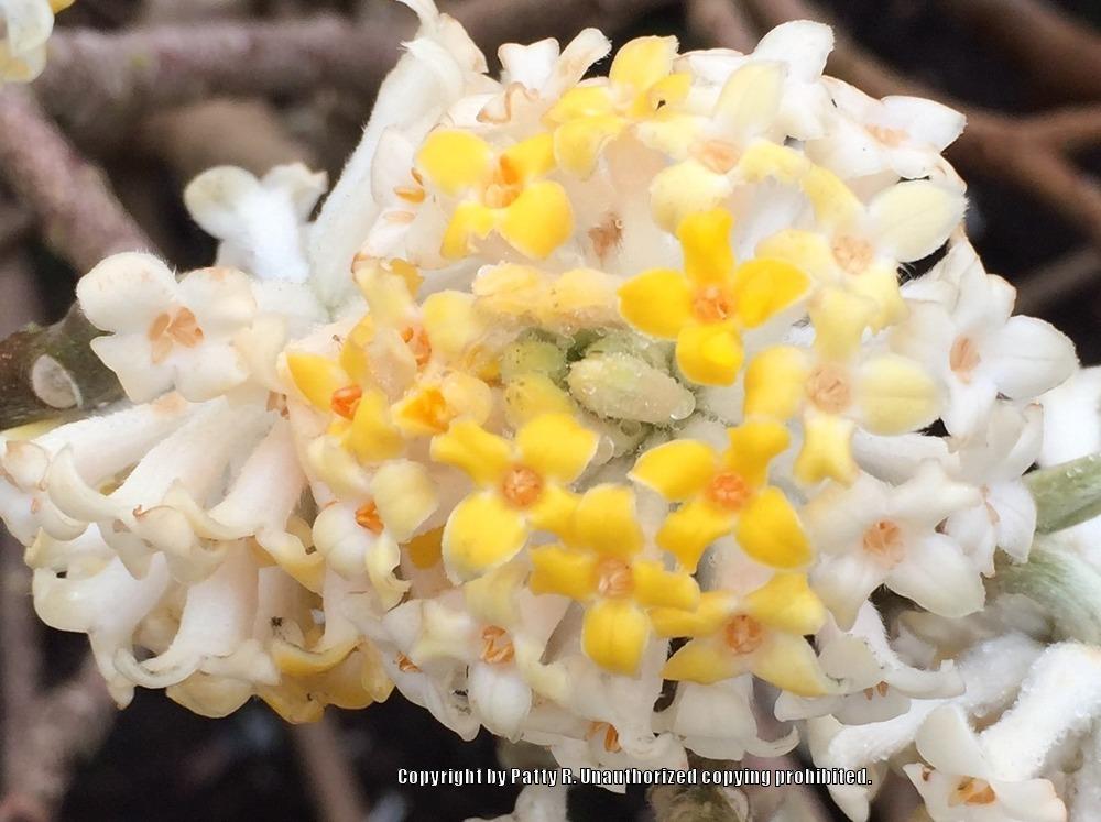 Photo of Oriental Paperbush (Edgeworthia chrysantha) uploaded by Patty