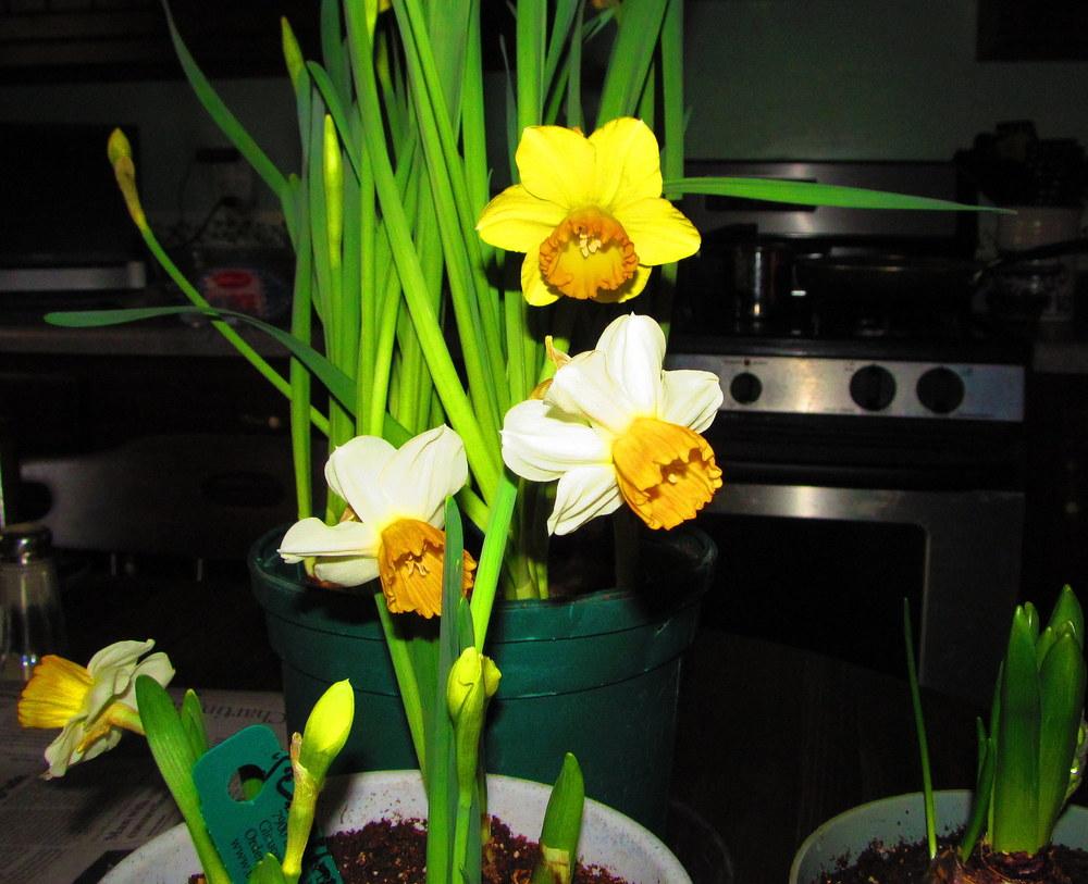 Photo of Cyclamineus Daffodil (Narcissus 'Orange Comet') uploaded by jmorth
