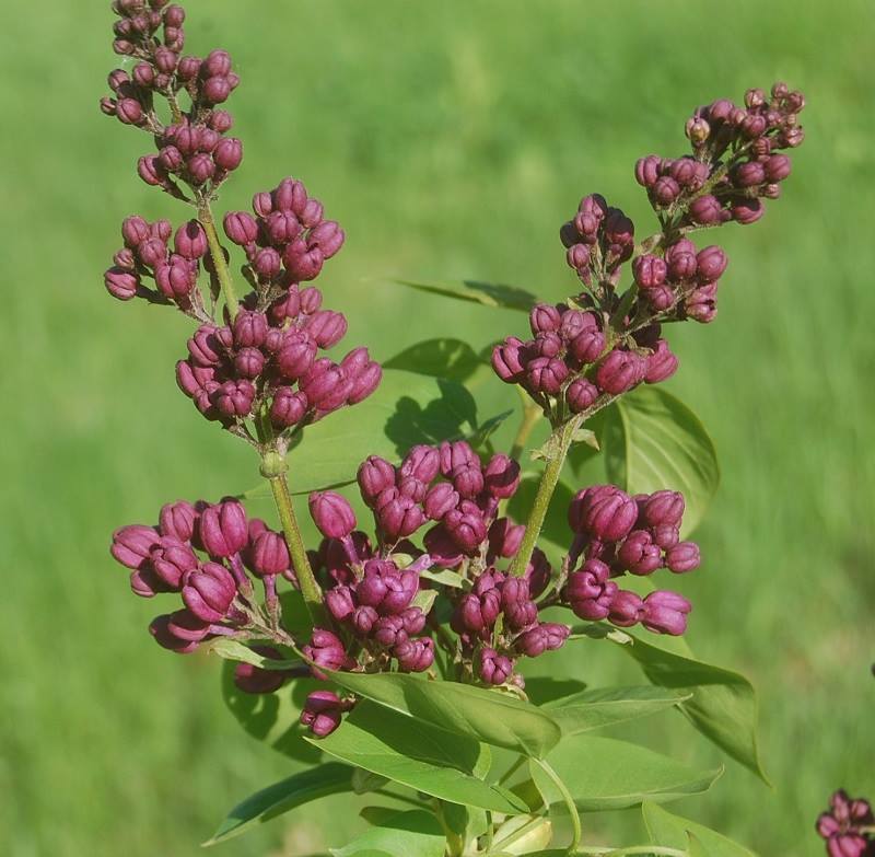 Photo of Common Lilac (Syringa vulgaris 'Sensation') uploaded by pixie62560