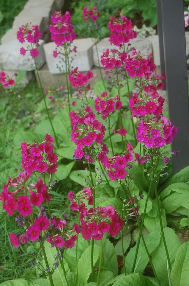 Photo of Japanese Primrose (Primula japonica) uploaded by pixie62560