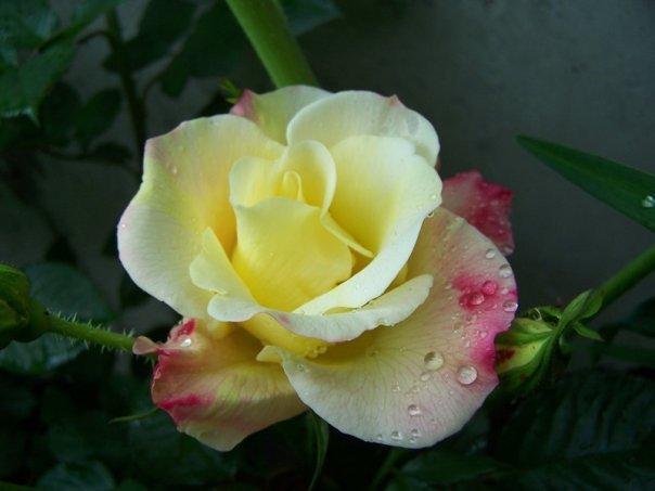 Photo of Rose (Rosa 'Joseph's Coat') uploaded by pixie62560