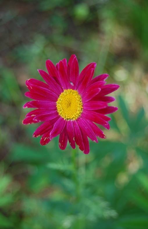 Photo of Painted Daisy (Tanacetum coccineum 'Robinson's Mix') uploaded by pixie62560