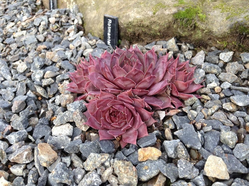 Photo of Hen and Chicks (Sempervivum 'Rotmantel') uploaded by tcstoehr