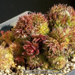 
Date: 2016-03-10
crested plant
