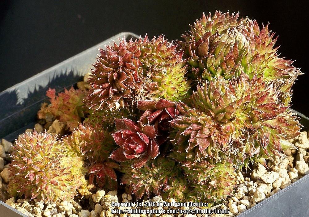 Photo of Hen and Chicks (Sempervivum 'Dippy Dame') uploaded by turini
