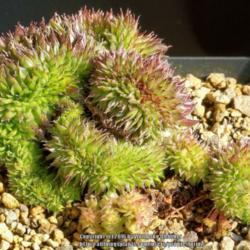 
Date: 2016-03-10
crested plant
